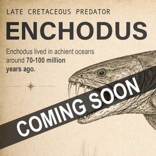 Promotional graphic for an 'Enchodus' dinosaur/predator print or poster, featuring a detailed black ink illustration of an Enchodus fish on a textured beige parchment-style background. Bold black text reads 'LATE CRETACEOUS PREDATOR ENCHODUS' and 'Enchodus lived in achiient oceans around 70-100 million years ago.