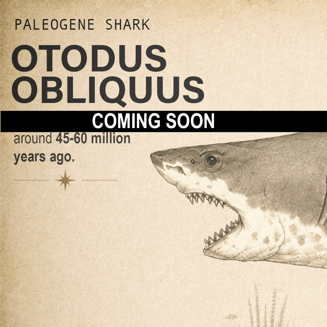 Otodus Shark Tooth Excavation Kit & Display Frame