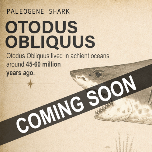 Promotional graphic for a paleontology product titled 'Paleogene Shark' featuring 'Otodus Obliquus' with descriptive text and a partial illustration of the shark, overlaid with a diagonal 'COMING SOON' banner.