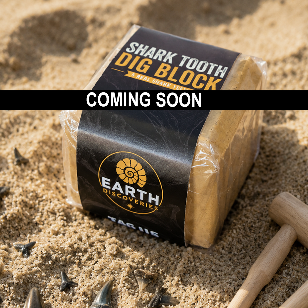 Shark Teeth Excavation Block – 5 Real Shark Teeth