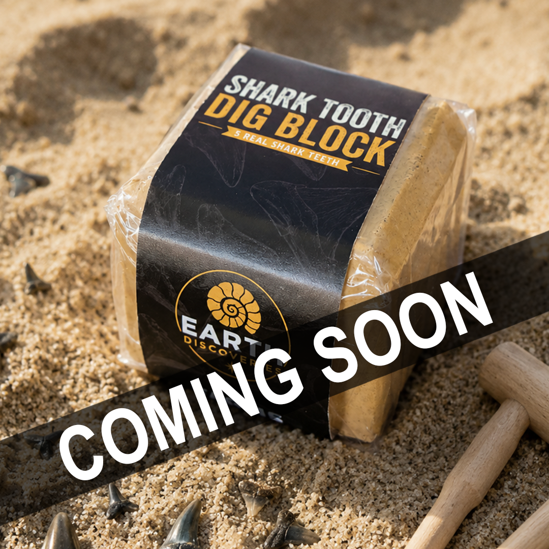 Shark Teeth Excavation Block – 5 Real Shark Teeth